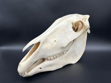 Burchell-zebra Schedel van een zoogdier - Equus quagga, Verzamelen, Nieuw