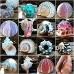 Brocante webwinkel schelpen zeesterren zeeegels grote schelp, Verzenden, Nieuw