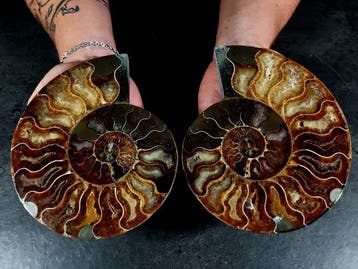 nautiloidea - Gefossiliseerd dier - cleoniceras in sezione -, Nieuw