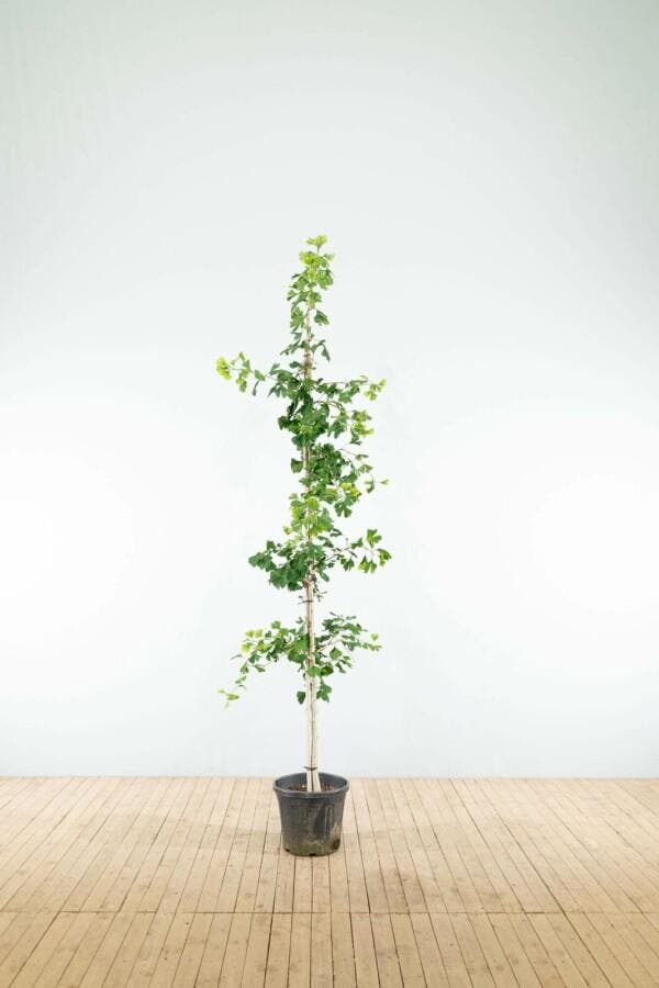 Ginkgo biloba beveerd 4-6, Tuin en Terras, Planten | Tuinplanten