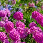 Primula Denticulata Rubin - Wortelgoed - 5 stuks, Tuin en Terras, Planten | Tuinplanten, Verzenden