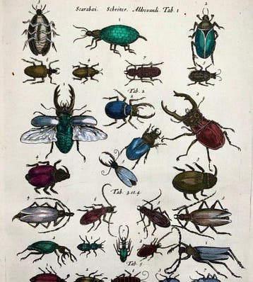 Matthäus Merian (1593-1650) - hand coloured engraving: