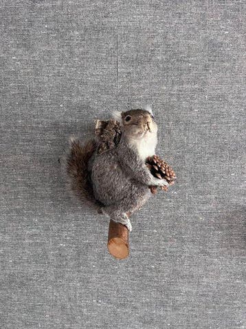 North American Grey Squirrel Taxidermie volledige montage -
