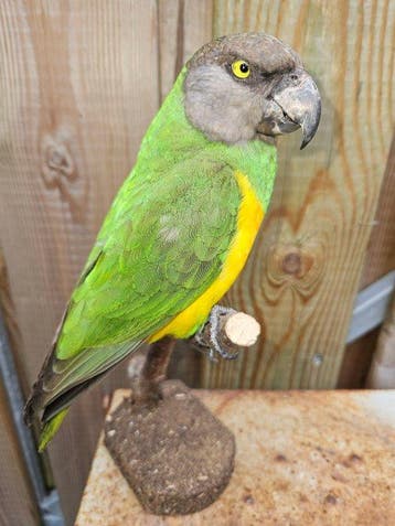 Bonte Boer Parkiet ( Senegal Papegaai ) Taxidermie volledige, Verzamelen, Nieuw