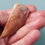 Dinosaurus - Fossiele tand - Carcharodontosaurus sp. - 43 mm