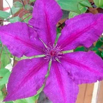 Clematis Honora container (C2) Sierplanten, Paars, Verzenden, Overige soorten