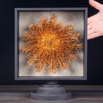 Levendig oranje doornkroonzeester toont zijn formidabele