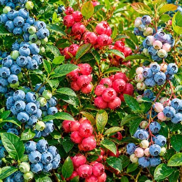 Bosbessen Kleurcollectie – 3 Planten, Verzenden