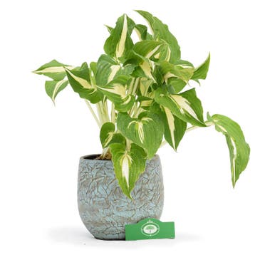 Hosta Night Before Christmas + Pot 17cm, Verzenden