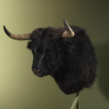 Schotse Hooglander Zwart Taxidermie Opgezette Dieren By Max, Verzamelen, Dierenverzamelingen, Ophalen of Verzenden, Nieuw, Wild dier