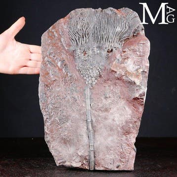 Crinoïde fossiel specimen op plaat - Scyphocrinites Elegans, Nieuw
