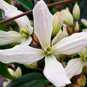 Clematis Armandii container (P15) Sierplanten, Wit, Verzenden, Overige soorten, Struik