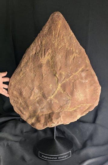 Fossiel skelet - Dorsal Plate of Stegosaurus stenops-
