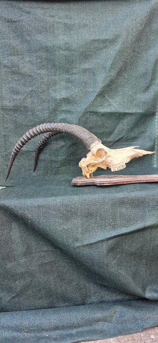 Hippotrague noir Taxidermie wandmontage - Hippotragus niger, Nieuw