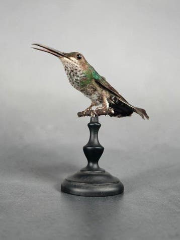 Kolibrie Taxidermie volledige montage - Chlorostilbon sp. -, Nieuw