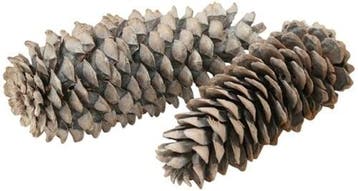 Reuze dennenappel sugar pine cone frosted white ca. 25 cm, Hobby en Vrije tijd, Knutselen, Ophalen of Verzenden, Nieuw