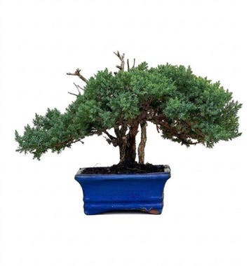 Jeneverbes bonsai (Juniperus) - Hoogte (boom): 24 cm -
