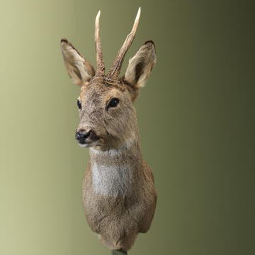 Reebok Wintervacht Taxidermie Opgezette Dieren By Max, Ophalen of Verzenden, Nieuw, Wild dier, Opgezet dier