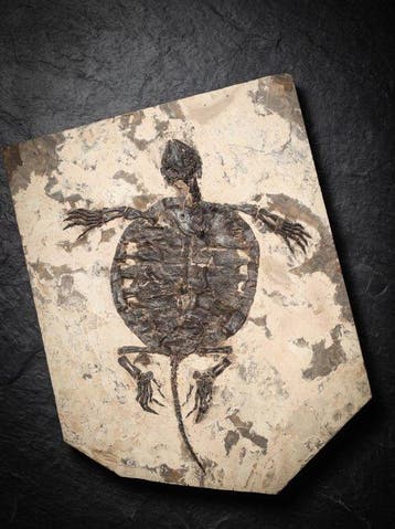 Schildpad - Fossiele plaatmatrix - Manchurochelys - 40 cm -