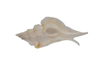 Witte vleugel-Murex: Pterynotus pinnatus (65 mm) –, Nieuw