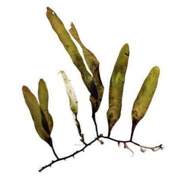 Caulerpa wier portie, Ophalen of Verzenden, Nieuw