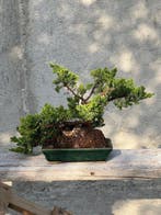 Jeneverbes bonsai (Juniperus) - Hoogte (boom): 30 cm -, Antiek en Kunst