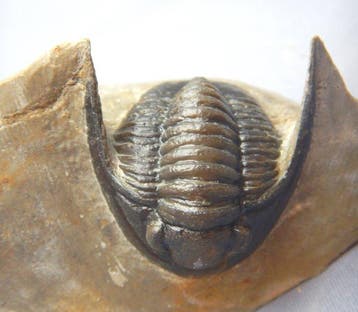 Fossiel - Fossiel skelet - Cornuproetus cornutus - 3.7 cm