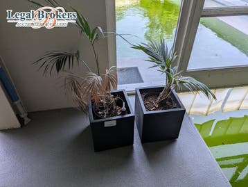 Lot bloempotten met plant(MARGE), Ophalen of Verzenden, Nieuw
