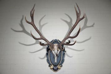 Large Red Stag - head-mount on shield - Taxidermie, Nieuw