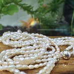 Parelcollier met gouden slot. (Ketting), Sieraden, Tassen en Uiterlijk, Kettingen, Gebruikt, Overige kleuren, Ophalen of Verzenden