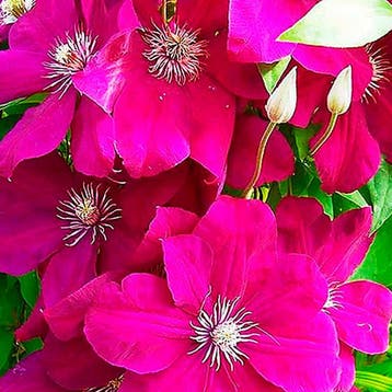 Clematis Rouge Cardinal container (P15) Sierplanten, Verzenden, Overige soorten, Struik