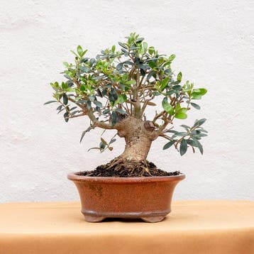 Olijf bonsai (Olea europaea) - Hoogte (boom): 26 cm - Diepte