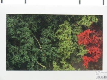 Jordan 7C Naturbäume 12St. 6-11 cm (Bomen & Struiken), Ophalen of Verzenden, Nieuw