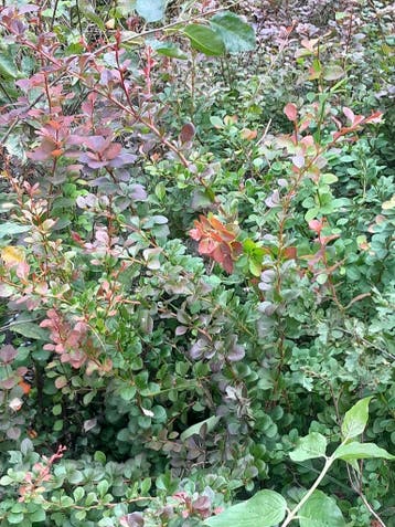 bosplantsoen in pot Berberis thunbergii Atropurpurea zuurbes, Ophalen of Verzenden, Overige soorten, Haag