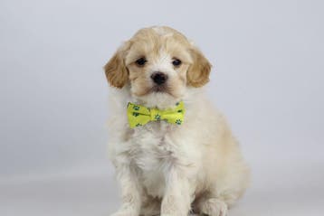 Cockapoo, Labradoodle, Maltipoo, België, 8 tot 15 weken, Parvo, Meerdere