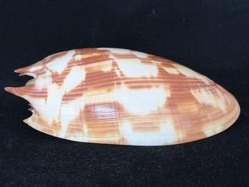 Zeeslak Zeeschelp - S-541 MELO AMPHORA (Zonder minimumprijs), Verzamelen, Nieuw