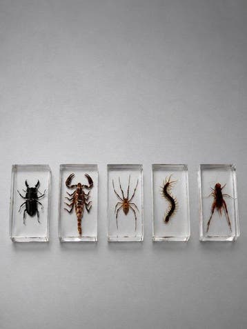 Collectie met dierenthema - Insecten - Educational