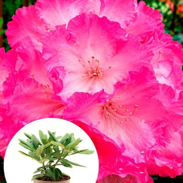 Rhododendron yakushimanum Fantastica container (P19), Verzenden, Overige soorten, Struik