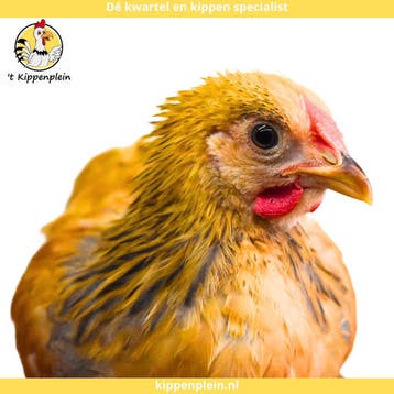 Wyandotte Kriel - Jonge Hennen te Koop - Handtam, Dieren en Toebehoren, Vrouwelijk, Kip