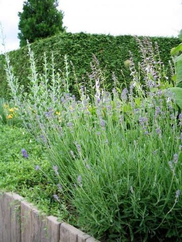 Lavendel (lavandula) ang. Dwarf Blue, Vaste plant, Verzenden, Halfschaduw, Kruiden