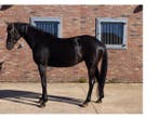 Veiling - Paard Melody - Merrie 4 jaar