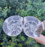 Ammoniet - Gefossiliseerd dier - 23 cm - 19 cm (Zonder, Verzamelen, Mineralen en Fossielen