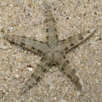 Archaster Typicus (Zandzeevende zeester), Ophalen of Verzenden, Nieuw