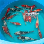 4000+ Japanse koi op voorraad. Ook met hemelvaart geopend!, Karper of Koi