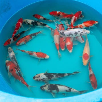 5000+ koi in Wintelre - Japanse koi vanaf 22 euro, Dieren en Toebehoren, Karper of Koi