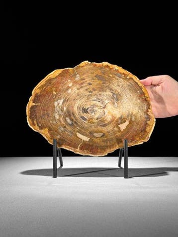 Prachtige plak versteend hout op een maatwerk standaard. -