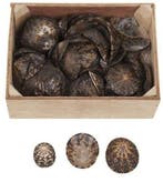 Limpet ovale schelpen 500 gram, Ophalen of Verzenden, Nieuw