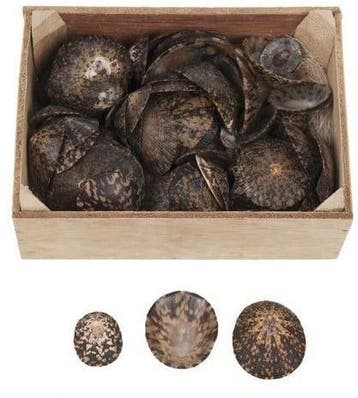 Limpet ovale schelpen 500 gram, Ophalen of Verzenden, Nieuw