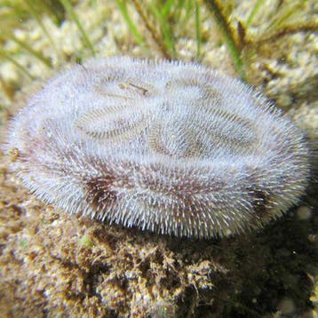 Clypeasteroida (Zand dollar/Sanddollar), Ophalen of Verzenden, Nieuw