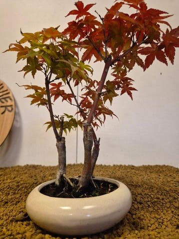 Japanese maple bonsai (Acer palmatum) - Hoogte (boom): 27 cm